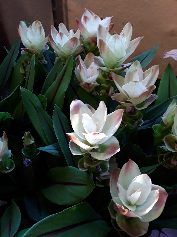 &Kappa;&omicron;&upsilon;&rho;&kappa;&omicron;ύ&mu;&alpha; Siam solar &sigma;&tau;&eta;&nu; &Kappa;έ&nu;&tau;&iota;&alpha;