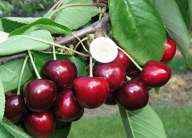 &Kappa;&epsilon;&rho;&alpha;&sigma;&iota;έ&sigmaf; &kappa;&alpha;&iota; &omicron;&iota; &nu;έ&epsilon;&sigmaf; &upsilon;&beta;&rho;&iota;&delta;&iota;&kappa;έ&sigmaf; &gamma;&iota;&gamma;&alpha;&nu;&tau;&iota;&alpha;ί&epsilon;&sigmaf; &pi;&omicron;&iota;&kappa;&iota;&lambda;ί&epsilon;&sigmaf; &tau;&omicron;&upsilon;&sigmaf;