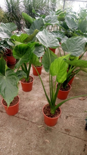 Alocasia cucullata
