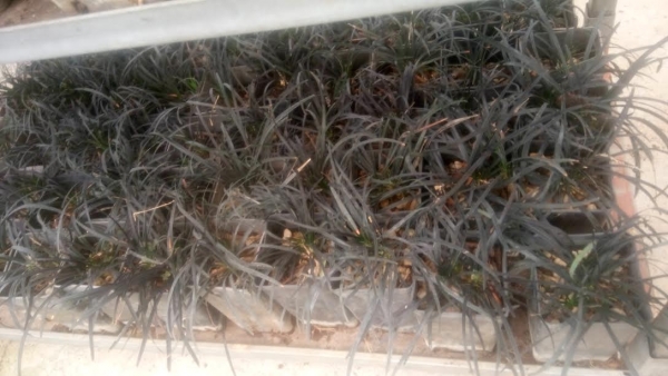 ophiopogon planiscapus nigrescens