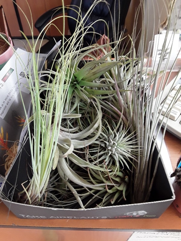 &Alpha;&epsilon;&rho;ό&phi;&upsilon;&tau;&alpha;