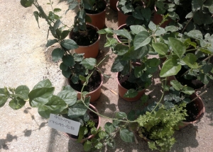 &Mu;&pi;&omicron;&upsilon;&gamma;&alpha;&rho;ί&nu;&iota; &sigma;&tau;&eta;&nu; &Kappa;&Epsilon;&Nu;&Tau;&Iota;&Alpha;