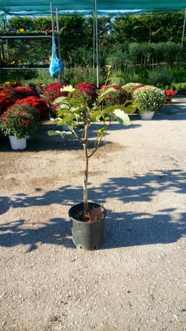 &Kappa;&alpha;&rho;&upsilon;&delta;&iota;ά &sigma;&epsilon; 80&epsilon;&kappa; ύ&psi;&omicron;&sigmaf;, &rho;&iota;&zeta;&omega;&mu;έ&nu;&eta; &sigma;&epsilon; &gamma;&lambda;ά&sigma;&tau;&rho;&alpha; &tau;&iota;&mu;ή 10,0/&tau;&epsilon;&mu;ά&chi;&iota;&omicron;