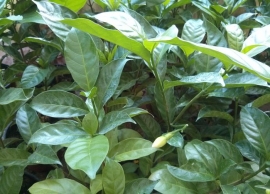 &Tau;ά&pi;&epsilon;&rho; &mu;&omicron;&nu;&tau;ά&nu;&alpha; &alpha;&nu;&theta;&iota;&sigma;&mu;έ&nu;&omicron;