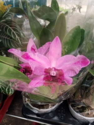 &Omicron;&rho;&chi;&iota;&delta;έ&alpha; cattley &sigma;&tau;&eta;&nu; &Kappa;έ&nu;&tau;&iota;&alpha;