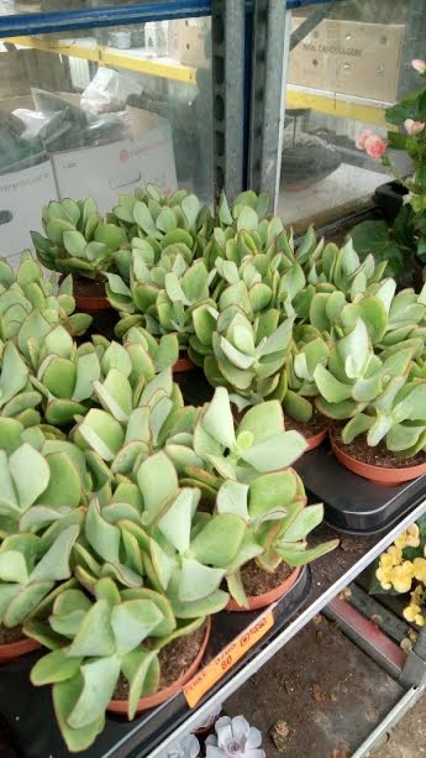 Crassula arborescens