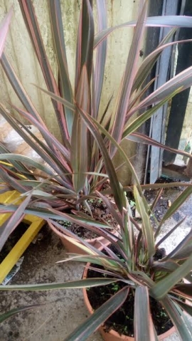 &Phi;ό&rho;&mu;&iota;&omicron; &delta;ί&chi;&rho;&omega;&mu;&omicron;