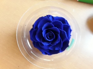 The royal blue rose &sigma;&tau;&eta;&nu; &Kappa;έ&nu;&tau;&iota;&alpha;