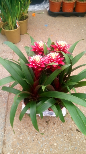 &Gamma;&kappa;&omicron;&upsilon;&sigma;&mu;ά&nu;&iota;&alpha; francesca