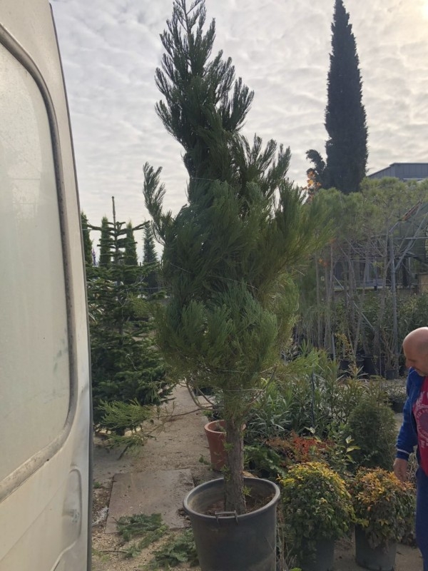 Sequoia 22 &epsilon;&tau;ώ&nu; &sigma;&tau;&eta;&nu; &Kappa;έ&nu;&tau;&iota;&alpha;