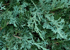 &Gamma;&iota;&omicron;&upsilon;&nu;ί&pi;&epsilon;&rho;&omicron;&upsilon;&sigmaf;