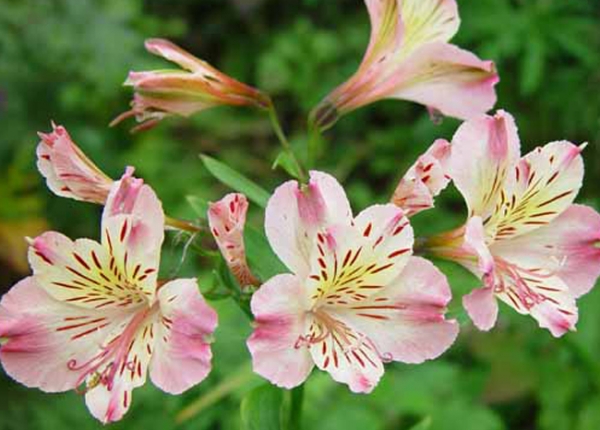 Αλστρομέρια