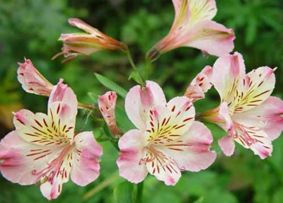 &Alpha;&lambda;&sigma;&tau;&rho;&omicron;&mu;έ&rho;&iota;&alpha;