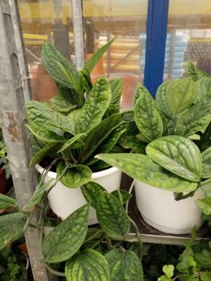 Epipremnum marble planet &sigma;&tau;&eta;&nu; &Kappa;έ&nu;&tau;&iota;&alpha; 