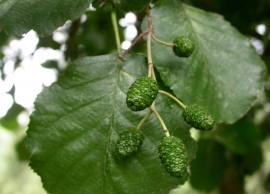 &Kappa;&alpha;&rho;&pi;&omicron;ί &sigma;&kappa;&lambda;ή&theta;&rho;&omicron;&upsilon;