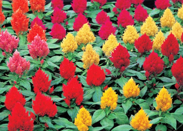 Celosia