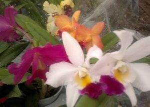 &Omicron;&rho;&chi;&iota;&delta;έ&epsilon;&sigmaf; &kappa;&alpha;&tau;&lambda;έ&gamma;&iota;&alpha; &sigma;&alpha;&tau;&eta;&nu; &Kappa;&Epsilon;&Nu;&Tau;&Iota;&Alpha;