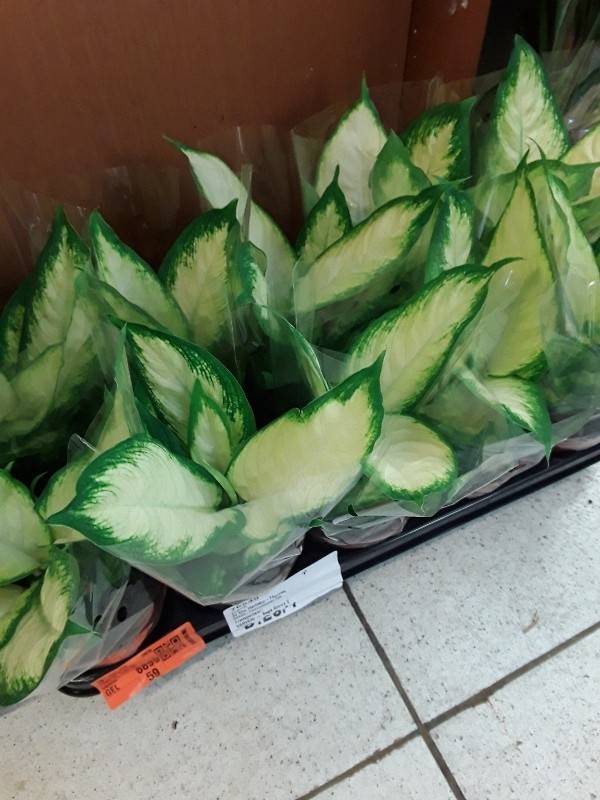 Dieffenbacchia camila