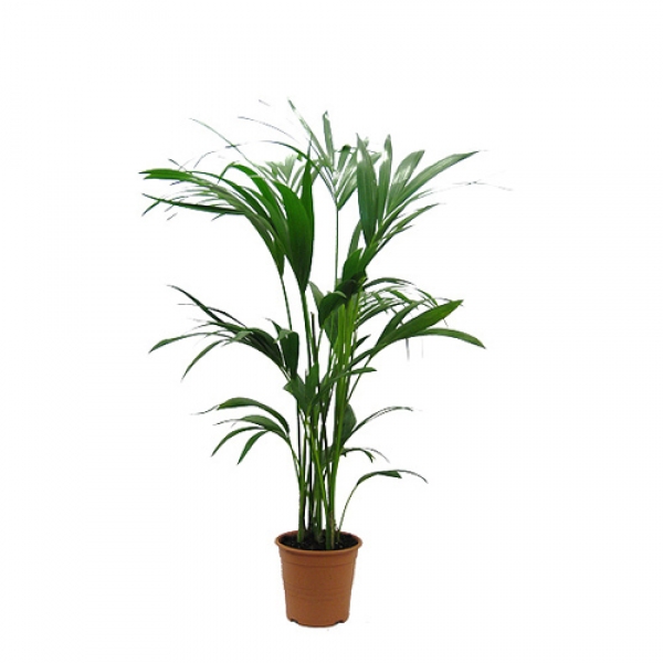 &Kappa;έ&nu;&tau;&iota;&alpha;