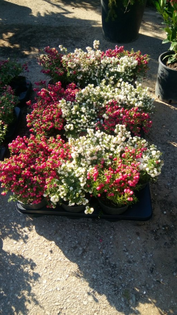 &Pi;&epsilon;&rho;&nu;έ&tau;&iota;&alpha; &sigma;&epsilon; &kappa;ό&kappa;&kappa;&iota;&nu;&omicron; &kappa;&alpha;&iota; &lambda;&epsilon;&upsilon;&kappa;ό &chi;&rho;ώ&mu;&alpha;