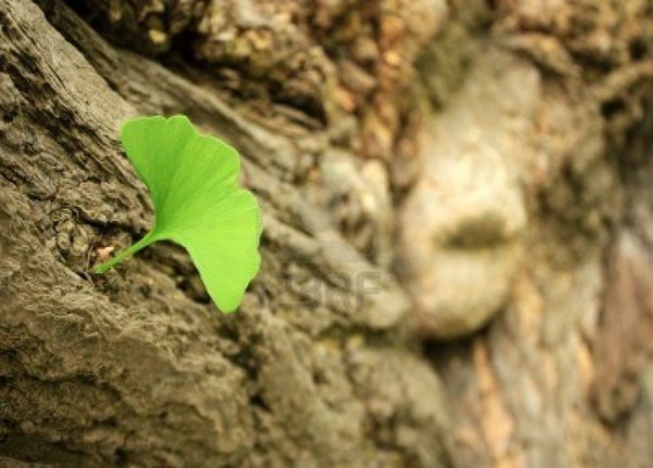 &Phi;ύ&lambda;&lambda;&omicron; gingko biloba