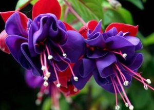 &Phi;&omicron;&upsilon;&xi;&iota;ά &gamma;&iota;&alpha; &tau;&omicron; &kappa;&rho;&epsilon;&mu;&alpha;&sigma;&tau;ό &kappa;&alpha;&lambda;ά&theta;&iota; &sigma;&tau;&omicron; &mu;&pi;&alpha;&lambda;&kappa;ό&nu;&iota; &sigma;&alpha;&sigmaf;