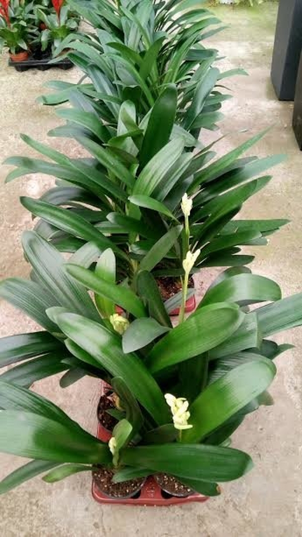 Clivia miniata &sigma;&tau;&eta;&nu; &Kappa;&Epsilon;&Nu;&Tau;&Iota;&Alpha; (&alpha;&rho;&kappa;&epsilon;&tau;ά ά&gamma;&omicron;&upsilon;&rho;&eta;)