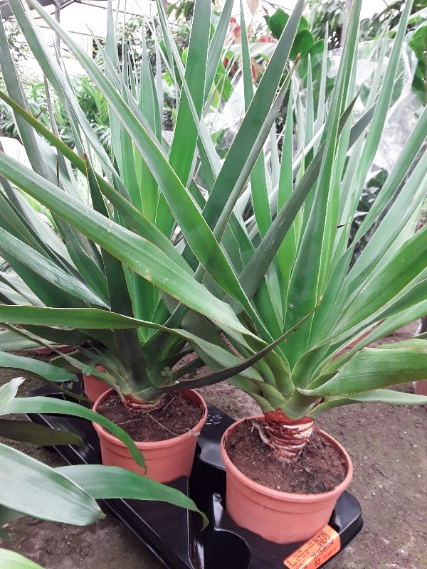 Dracaena drago