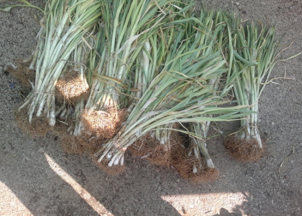 &Pi;&rho;ά&sigma;&alpha; &sigma;&tau;&eta;&nu; &Kappa;&Epsilon;&Nu;&Tau;&Iota;&Alpha;